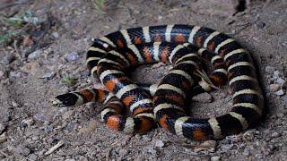 Herping June 2022: Rattlesnakes & Kingsnakes
