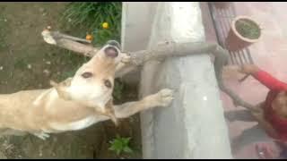 #short#dogvideo|Energetic Dog|nanuz entertainment|reuploaded