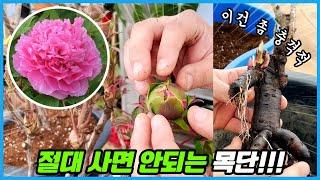 꽃시장 가시면 이런 목단 절대 사지 마세요!! 작약과 똑 닮은 목단 키우기 실패하는 이유!!