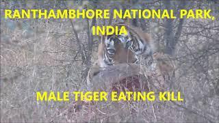 Big Male TIGER EATING KILL - Ranthambhore safari, guide vipul jain