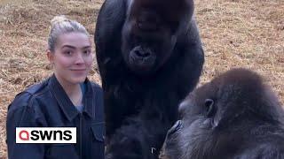 Woman feeds treats to pair of gorillas she's known since birth | SWNS