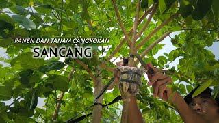 Bonsai Sancang Materials, Grafting and Planting Methods