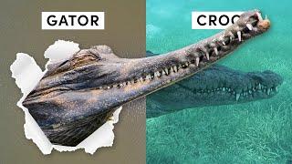 All 27 Species of Crocodilian (Inc 3 Recently Discovered)