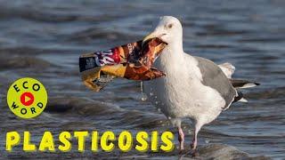 EcoWord  PLASTICOSIS  | EcoDictionary | Babul ngo | Single Use Plastics | New Disease