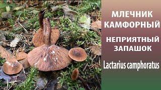 Млечник камфорный. Неприятный запашок