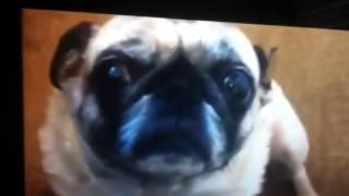 pug files