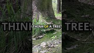 Root vs Route
