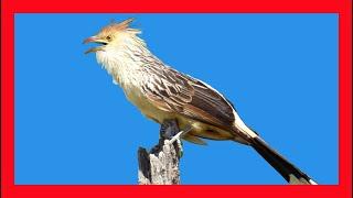 Guira Cuckoo Song! Guira Cuckoo Call! Guira Cuckoo Sound! Guira Cuckoo - Pirincha Canto -Guira Guira