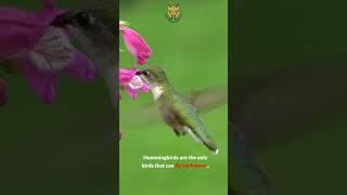 Unveiling Hummingbirds: Masters of Reverse Flight | The Animal Explorer #shorts