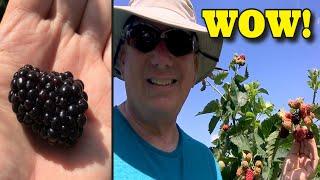 I FOUND THE SECRET TO BLACKBERRY PRODUCTION - PRIME ARK FREEDOM BLACKBERRIES