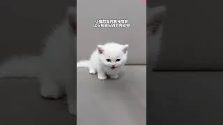 Kitten: My farts must smell good.