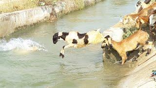 rk kanna sheeps swimming videos-sheeps jumping in river-sheep jumping into the river-rk kanna videos