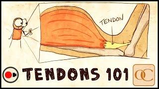 The Basic Science of Tendons & Tendinitis