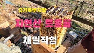 경기북부지방 자연산 토종꿀 채밀작업