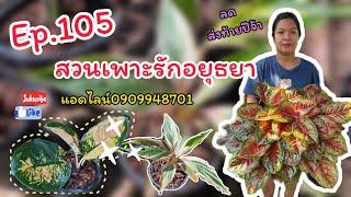 Ep.105 สวนเพาะรักอยุธยา  ไม้สวยๆจ้า @gardenbypor1318 #ไม้มงคล #ไม้ด่างมาแรง #plants #สวน #garden