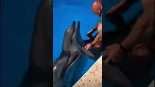 Girl having fun with Dolphins. #dolphin #funny #funnyshorts #funnyvideo #satisfyingvideo #satisfying