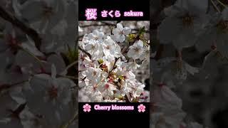 Kanji Kentei level 6 Kanji 桜 "Sakura" which are cherry blossom trees! ｜漢字検定六級