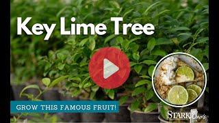 Key Lime Tree - Grow Key Limes at Home