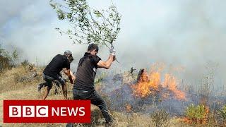 Arsonists blamed after wildfires kill dozens in Algeria