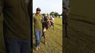 Rocky 🫀. #bailgadasharyat #baila #vairalvideo #farming #belagavi #catlover #trending #kannada