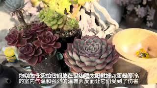 ：99%的人都忽视！诚品绿仓揭示多肉植物致命养护误区，避免这些爆盆必学！