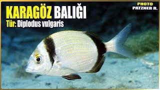Karagöz Balığı Hakkında Bilgi | Diplodus vulgaris | Akdeniz Balıkları