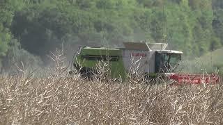 Raps Dreschen in Unstrut Hainich Kreis mit 3 Stück Claas Lexion 770 TT Vario 10,50 Schneidwerk  am F