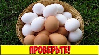 С таким способом варки скорлупа с яиц будет счищаться пулей!