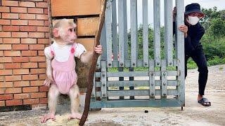 OMG! Monkey Luk's smart reaction to thief