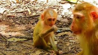 P-o-o-r Skinny Baby Monkey Luno Cuz Mom Luna Lack Of​ Proper Care & Breastfeed