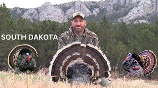 SOUTH DAKOTA BLACK HILLS TURKEY HUNTING!