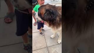 First time meeting a St Bernard!