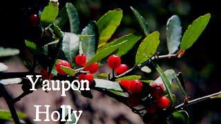Yaupon: The Tea America Forgot
