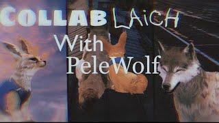 Коллаб PeleWolf and Laich