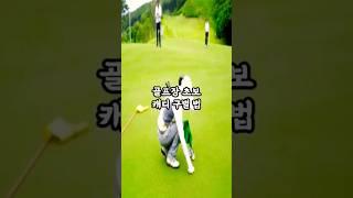 골프장 초보캐디와 경력캐디 구별법 #golf #골프 #캐디#shorts