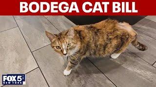 NYC says yes to bodega cats