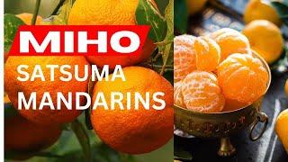 MIHO SATSUMAS | HOW TO GROW CITRUS IN A CONTAINER | HARVESTING TIPS