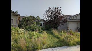 An Introduction on Converting Lawn to Prairie Gardens