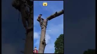 the monkey man cutting a big tree #trendingshorts #youtubefeeds #youtubefeeds