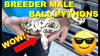 Cryptic Desert Ghost! World Class Breeder Male Ball Pythons!