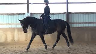 Serendipity hunter rider sitting trot