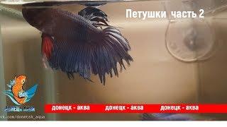 петушки 2, Betta, аквариумистика, HOW TO: Care for, kuidas Betta Fishi hoolitseda, akvariistika