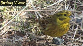 Beautiful Yellowhammer - Birds of Norway