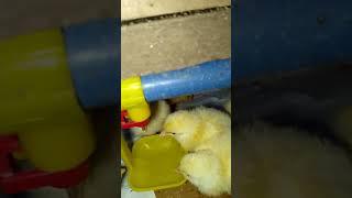 How To setup Nipple Drinkers And Feeder #chicken #poultrytips #farming #broiler #poultryfarming