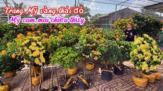 Trang Mỹ vàng nghệ,thái đỏ,Mỹ Hồng,chiếu thủy chị mâm cổ..11/11 0799689431.Ngọc-Linh