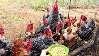 Raising chicken only with CORN  is it possible? Tips...