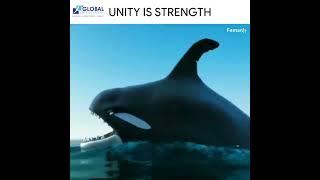 Unity Is Strength | Global Job Placement