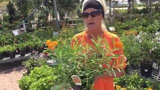 Kiefer Landscaping - Butterfly Weed