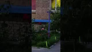 Июнь 2025 г. Лето.Вечер.