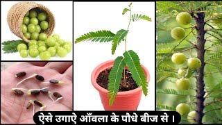 कब और कैसे उगाऐ आँवला को बीज । How to grow Amla / Gooseberry from seeds at home . ( Full Update )